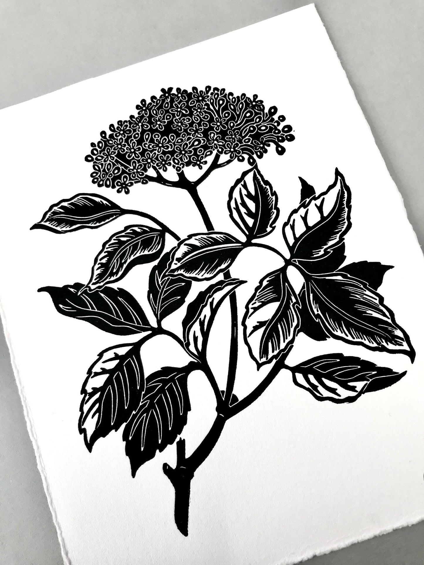 Elder flower blossom linoprint
