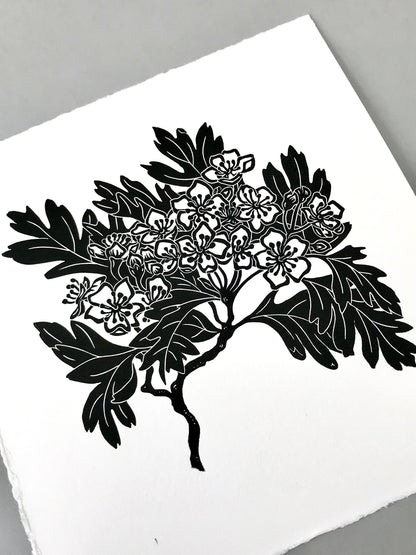 Hawthorn blossom linoprint